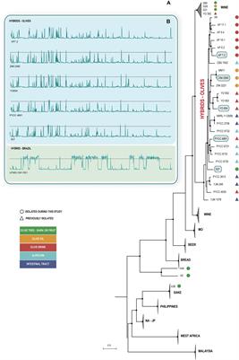 A Quasi-Domesticate Relic Hybrid Population of Saccharomyces cerevisiae × S. paradoxus Adapted to Olive Brine